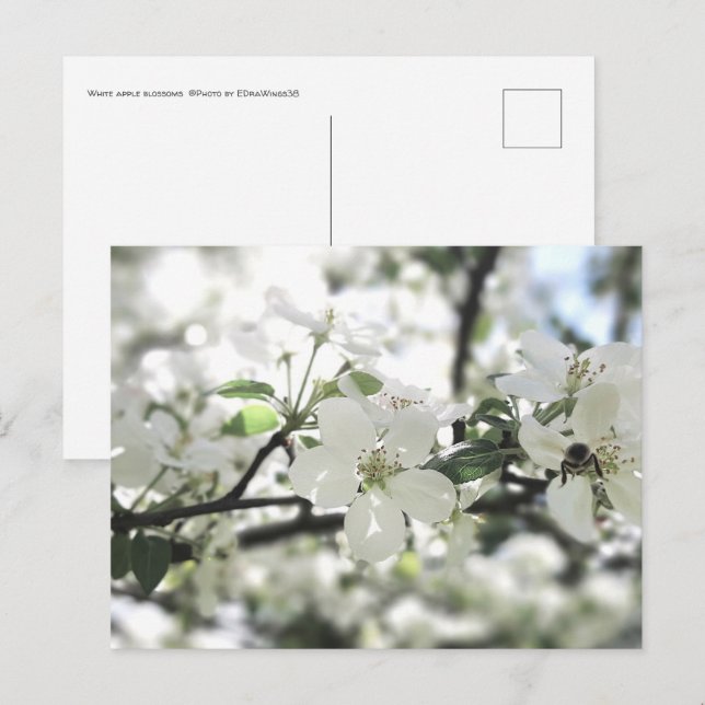 Cartão Postal Fotografia da Primavera de árvore da Apple Blossom (Frente/Verso)