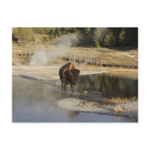Fotografia da vida selvagem Bison Yellowstone