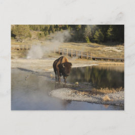 Cartão Postal Fotografia da vida selvagem Bison Yellowstone