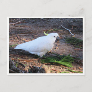 Cartão Postal Fotografia da Vida Selvagem da Cacatua de Crista A