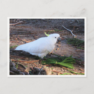 Cartão Postal Fotografia da Vida Selvagem da Cacatua de Crista A
