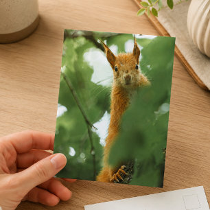 Cartão Postal Fotografia da Vida Selvagem da Floresta de Esquilo