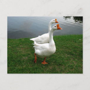Cartão Postal Fotografia da Vida Selvagem de Gansos Brancos Orig