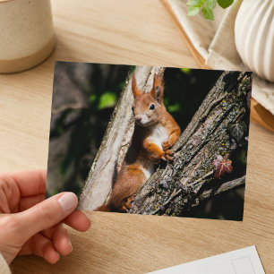 Cartão Postal Fotografia da Vida Selvagem Esquilo Vermelho