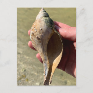 Cartão Postal Fotografia da vida selvagem marinha da Flórida com