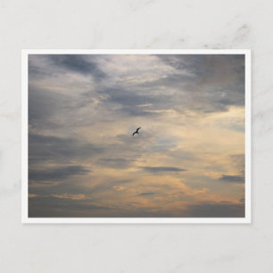 Cartão Postal Fotografia da Vida Selvagem Seagull