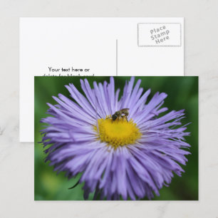 Cartão Postal Fotografia de Abelha em Flor de Margarida Roxa