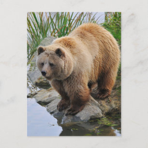 Cartão Postal Fotografia de animais selvagens com urso grizzly