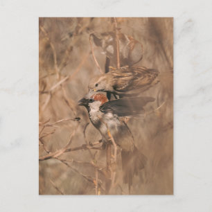 Cartão Postal Fotografia de animais selvagens de pardais marrons