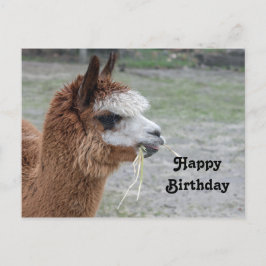 Cartão Postal Fotografia de aniversário de Alpaca comendo feno