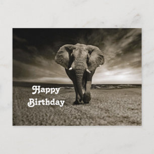 Cartão Postal Fotografia de Aniversário de Elefante Macho Selvag