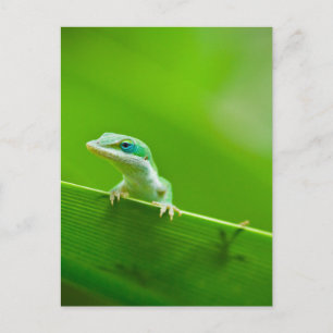 Cartão Postal Fotografia de Arte com o Green Anole Lizard