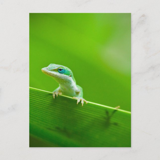 Cartão Postal Fotografia de Arte com o Green Anole Lizard (Frente)