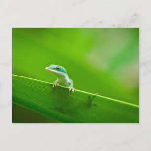 Cartão Postal Fotografia de Arte com o Green Anole Lizard