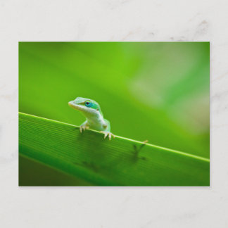 Cartão Postal Fotografia de Arte com o Green Anole Lizard