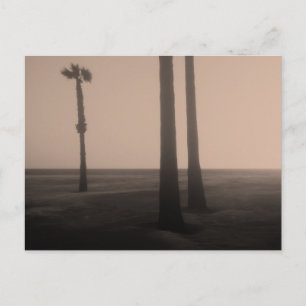 Cartão Postal Fotografia de Arte de Palmeiras em Sepia