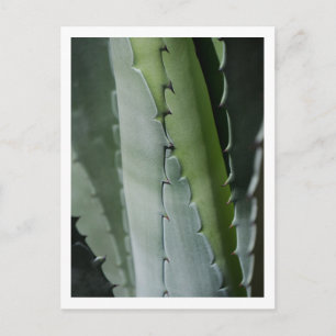 Cartão Postal Fotografia de Arte Macro de Aloe