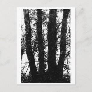 Cartão Postal Fotografia de Árvore - Arden