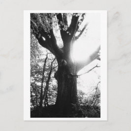 Cartão Postal Fotografia de Árvore - Elanie