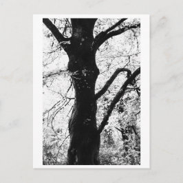 Cartão Postal Fotografia de Árvore - Ilana