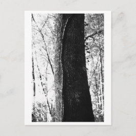 Cartão Postal Fotografia de Árvore - Lenhoso