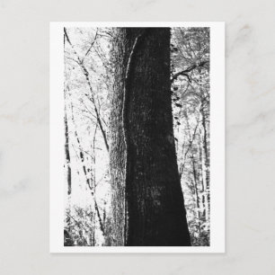 Cartão Postal Fotografia de Árvore - Lenhoso