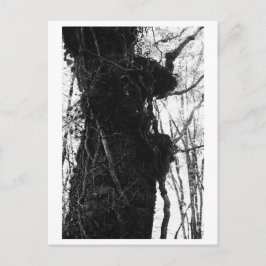 Cartão Postal Fotografia de Árvore - Moriko