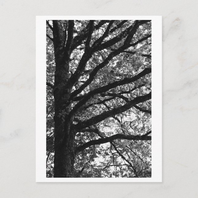 Cartão Postal Fotografia de Árvore -Xylia (Frente)