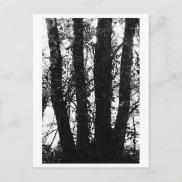 Cartão Postal Fotografia de Árvores - Arden