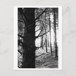 Cartão Postal Fotografia de Árvores - Druantia