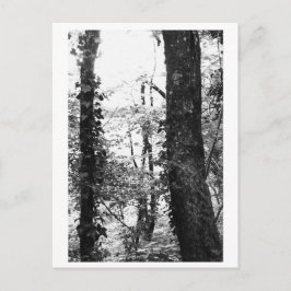 Cartão Postal Fotografia de Árvores - Nikki