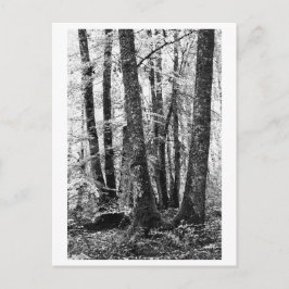 Cartão Postal Fotografia de Árvores - Sylva