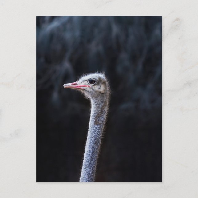Cartão Postal Fotografia de Avestruz (Frente)