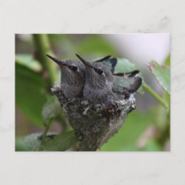 Cartão Postal Fotografia de beija-flores