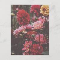 Fotografia de belas flores de outono cor-de-rosa