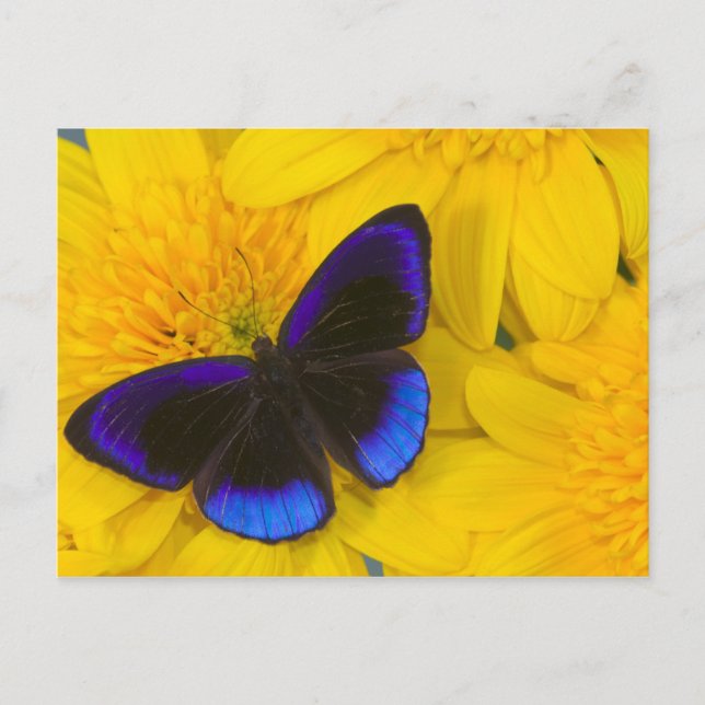 Cartão Postal Fotografia de Borboleta (Frente)