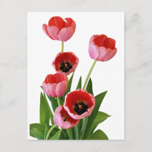 Cartão Postal Fotografia de Buquê de Tulipas Rosa da Primavera