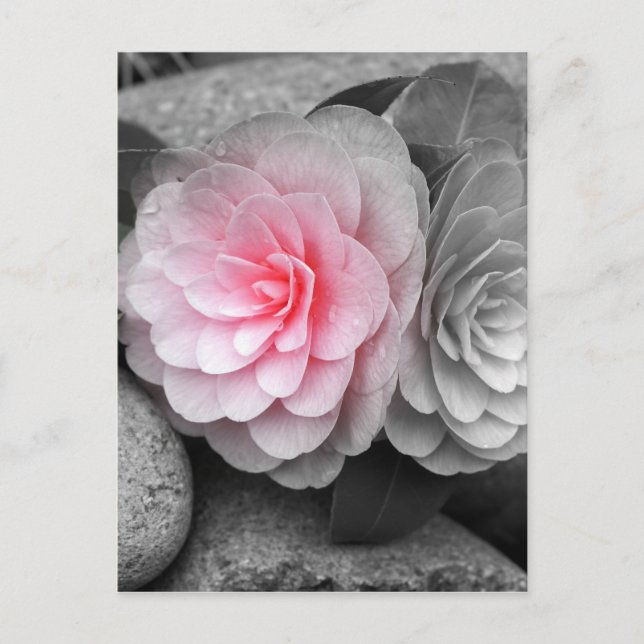 Cartão Postal Fotografia de Camellias Rosa (Frente)