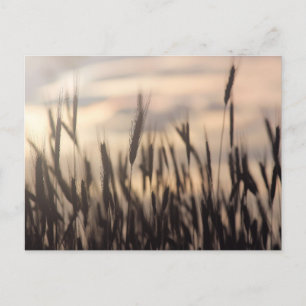 Cartão Postal Fotografia de Centeio Maduro ao Pôr do Sol
