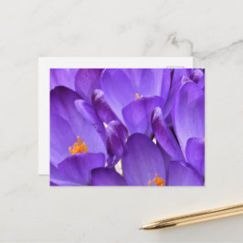 Cartão Postal Fotografia de Crocus de Primavera