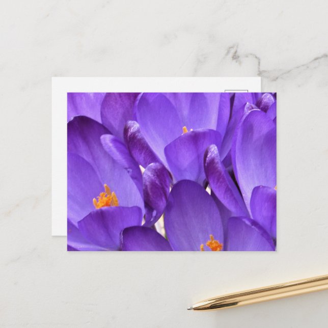 Cartão Postal Fotografia de Crocus de Primavera (Frente/Verso In Situ)
