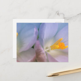 Cartão Postal Fotografia de Crocus de Primavera