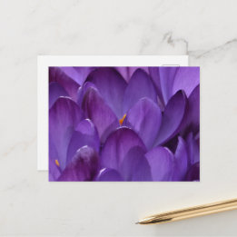 Cartão Postal Fotografia de Crocus de Primavera
