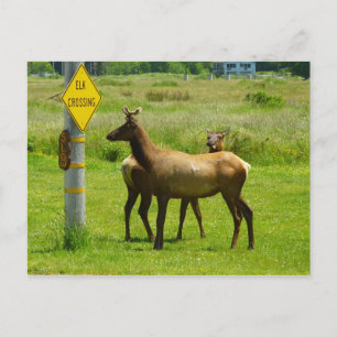 Cartão Postal Fotografia de Elk Crossing California Willife