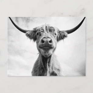 Cartão Postal Fotografia de estilo de malha em vaca sagrada L