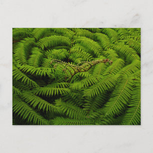 Cartão Postal Fotografia de Fern Fine Art