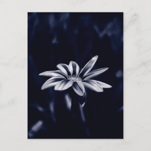 Cartão Postal Fotografia de Flor de Gazania Azul Monocromática