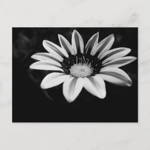 Cartão Postal Fotografia de Flor de Gazania Preto e Branco