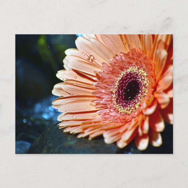 Cartão Postal Fotografia de Flor de Gerbera Laranja (Frente)