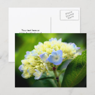 Cartão Postal Fotografia de Flor de Hortênsia Azul Suave